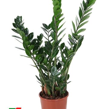 Zamioculcas zamiifolia
