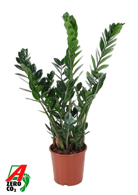 Zamioculcas zamiifolia
