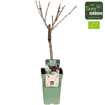 Prunus avium 'Kordia'