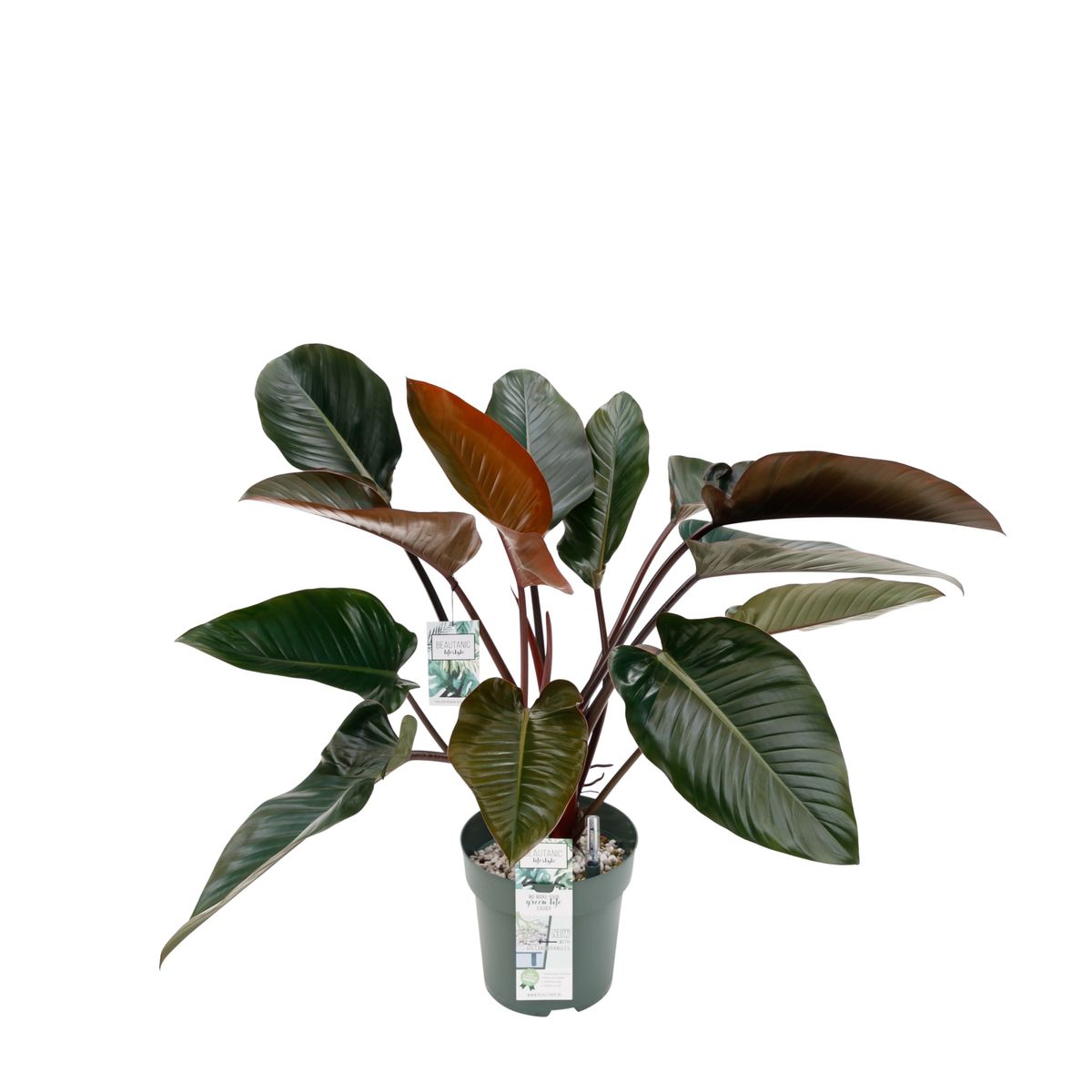Philodendron 'Red Beauty' en Baq Vogue Amfi main image 0
