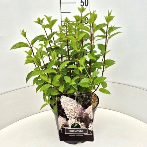 Hydrangea paniculata 'Silver Dollar'