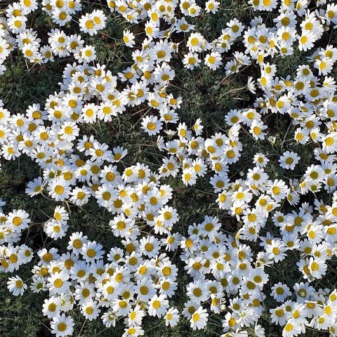 Anthemis cretica leucanthemoides