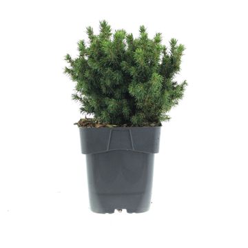 Picea glauca 'Alberta Globe'