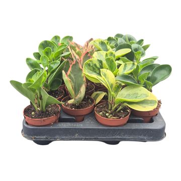 Peperomia MIX