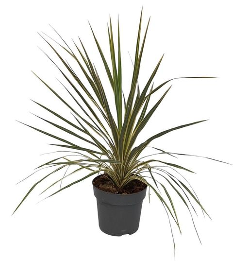 Cordyline indivisa 'Variegata'