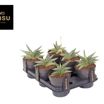 Sansevieria 'Inti Mini No.1'