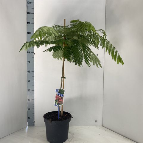 Albizia julibrissin OMBRELLA