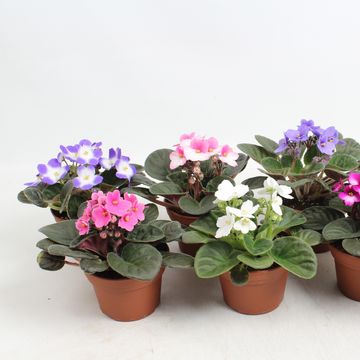 Saintpaulia MIX