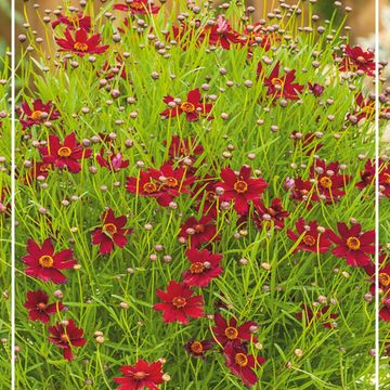 Coreopsis verticillata 'Ruby Red'