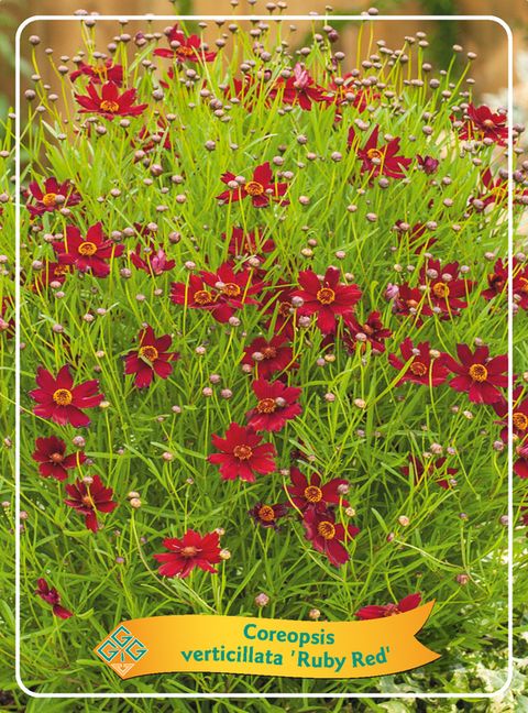 Coreopsis verticillata 'Ruby Red'