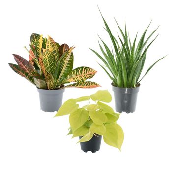 Plantas de interior MIX