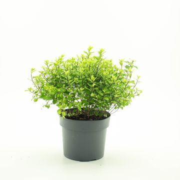 Pittosporum tenuifolium 'Midget'
