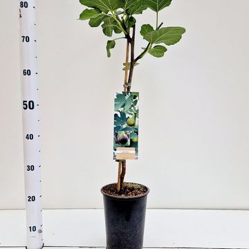 Ficus carica 'Brown Turkey'