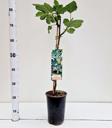 Ficus carica 'Brown Turkey'