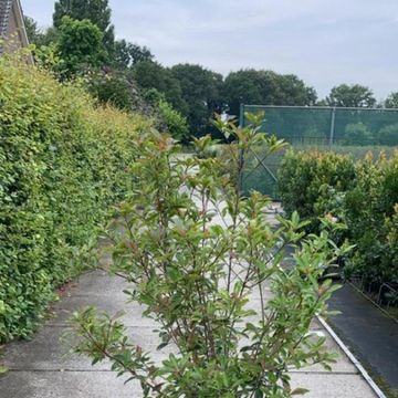 Photinia x fraseri CARRÉ ROUGE