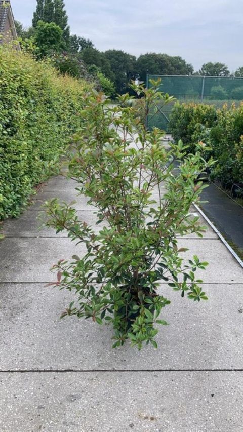 Photinia x fraseri CARRÉ ROUGE