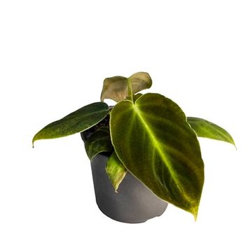 Philodendron luxurians 'Choco'