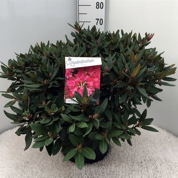 Rhododendron 'Winsome'