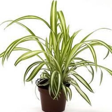 Chlorophytum comosum