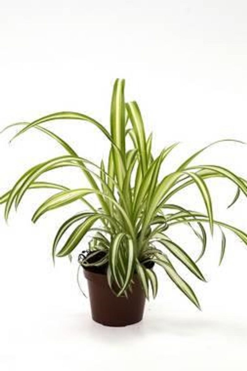 Chlorophytum comosum — Plant Wholesale FlorAccess