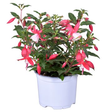 Fuchsia BELLA MIX