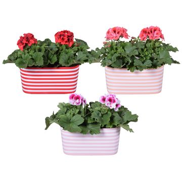 Pelargonium MIX