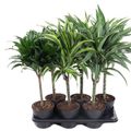 Dracaena MIX