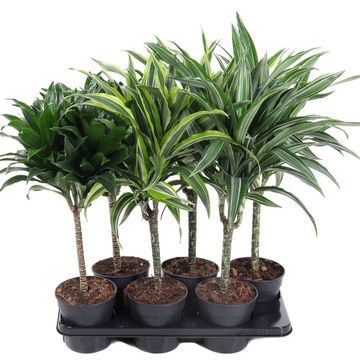 Dracaena MIX