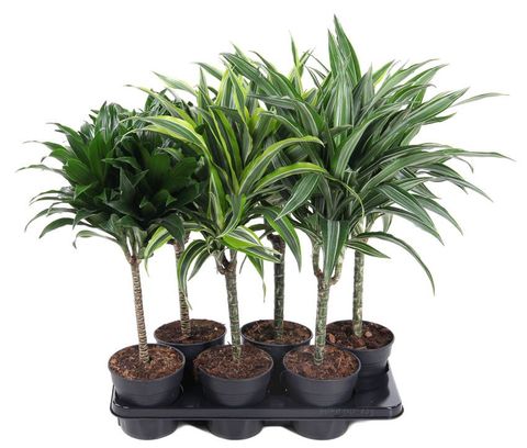 Dracaena MIX
