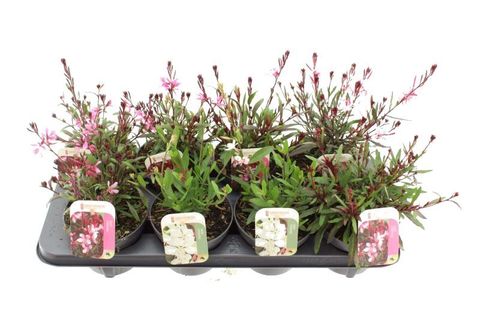 Gaura lindheimeri MIX