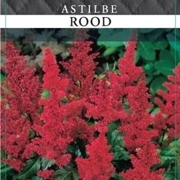 Astilbe MIX