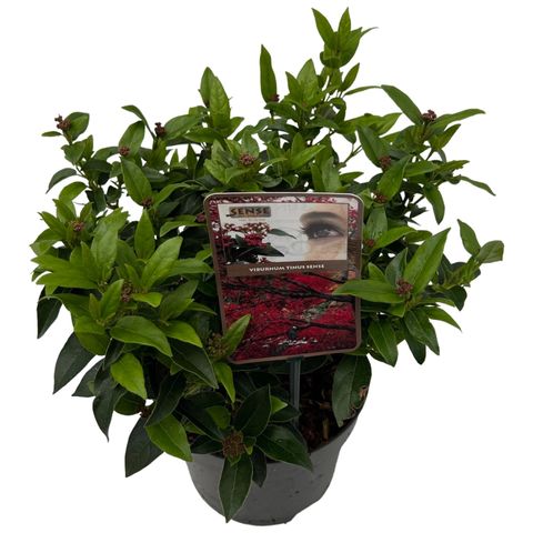 Viburnum tinus (Asra Plant)