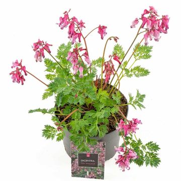 Dicentra 'Pink Diamonds'