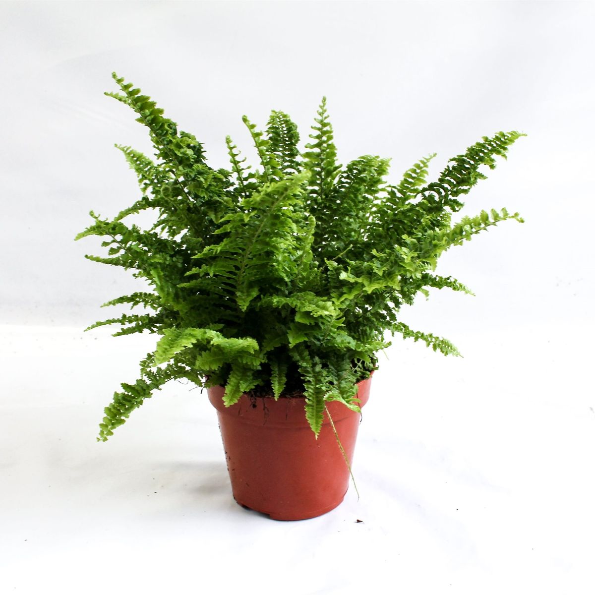 Nephrolepis exaltata 'Corditas' — Plant Wholesale FlorAccess