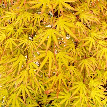 Acer palmatum CASCADE CITRINE
