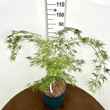 Acer palmatum 'Dissectum'