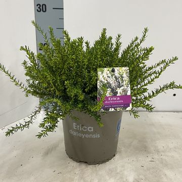 Erica x darleyensis 'White Perfection'