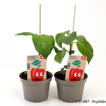 Capsicum annuum 'Bendigo'