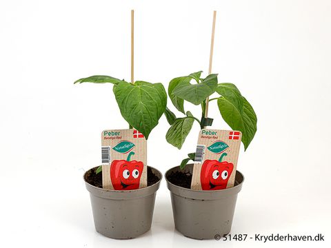 Capsicum annuum 'Bendigo'