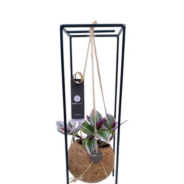 Tradescantia albiflora 'Nanouk'