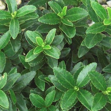 Euonymus japonicus 'Микрофиллус'