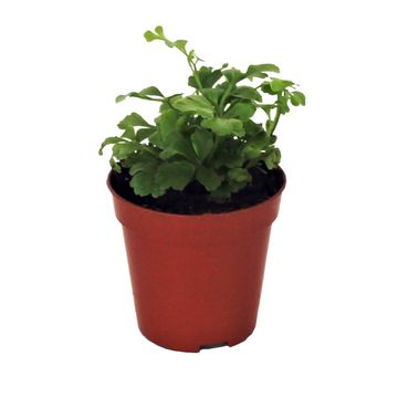 Asplenium 'Parvati'