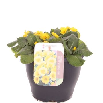 Primula 'Veristar Yellow'