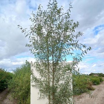 Salix alba 'Liempde'