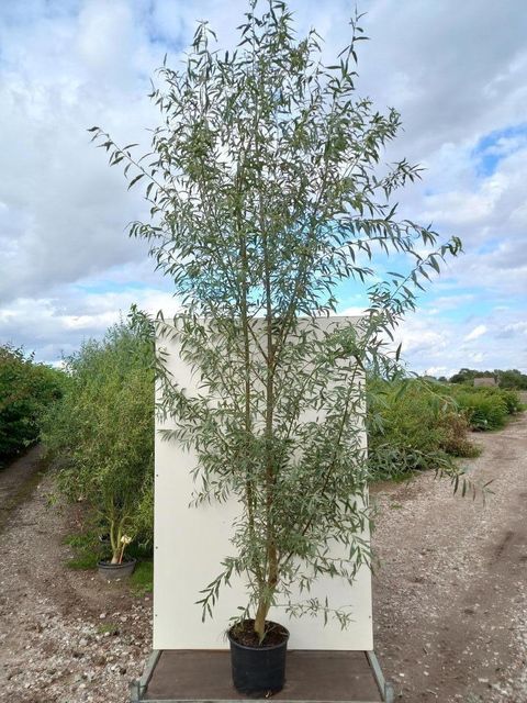 Salix alba 'Liempde'