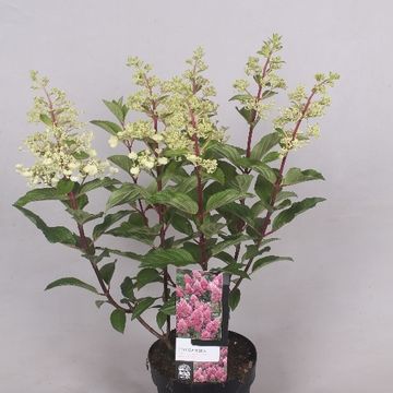Hydrangea paniculata PINKY WINKY