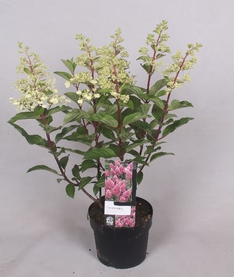 Hydrangea paniculata PINKY WINKY — Bitkiler Toptan Satış FlorAccess