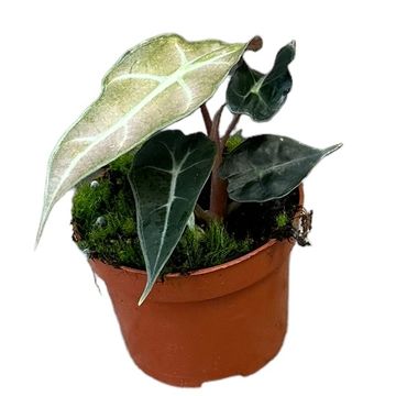 Alocasia 'Polly Variegata'