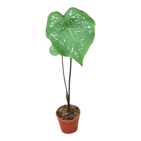 Caladium bicolor 'Jia'