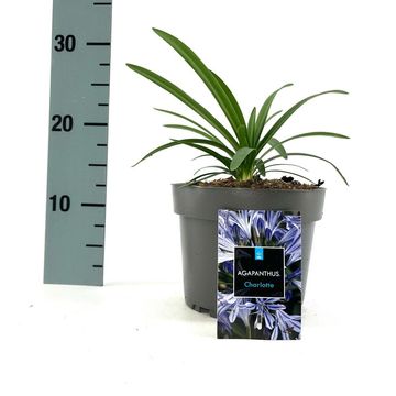 Agapanthus 'Charlotte'